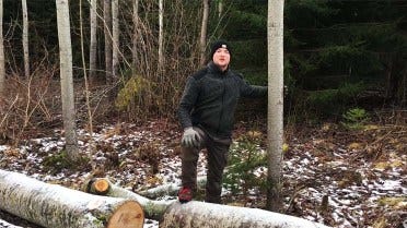 How to Harvest Dead Trees 